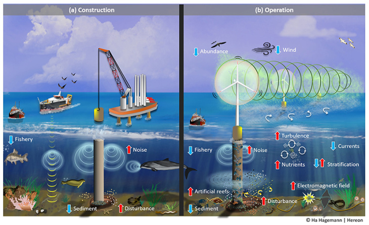 Offshore-Windkraftanlagen haben Auswirkungen auf die Umwelt und Ökosysteme während (a) ihres Baus und (b) während ihres Betriebs. Blaue Pfeile stehen für eine Abnahme eines bestimmten Prozesses und rote Pfeile für eine Zunahme. (Benkort 2024) OWFeffects2ocean
