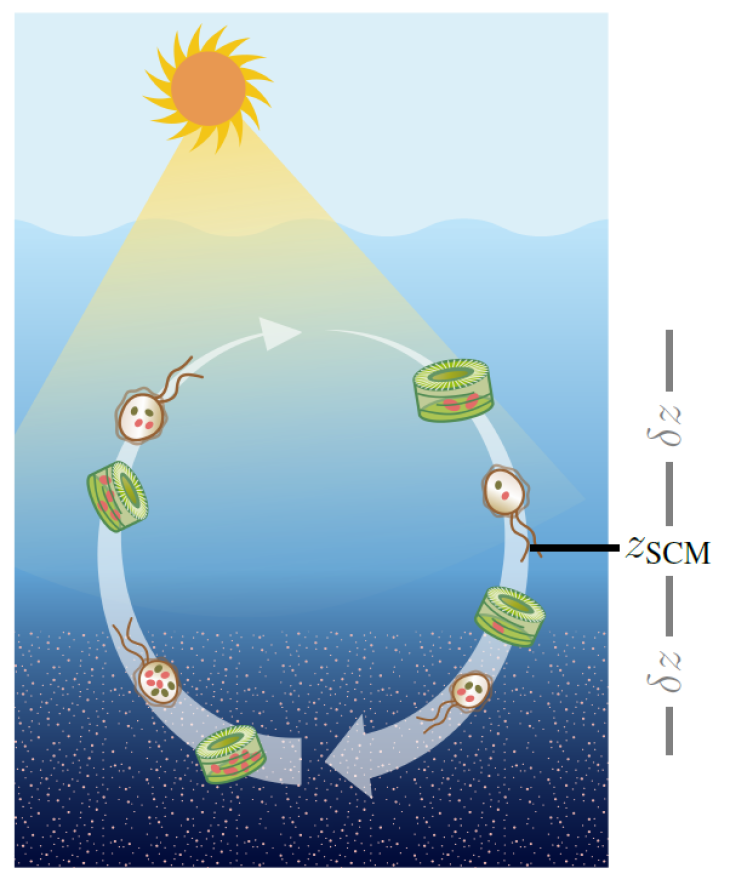 Bewegung Phytoplankton