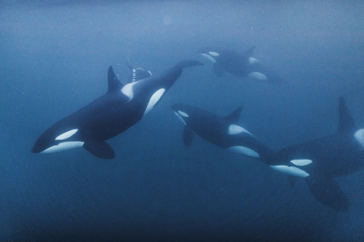 Orcas sind bekannt dafür, dass sie auch andere Wale jagen, die deutlich größer sind als sie selbst. Quelle: Hereon/iStock