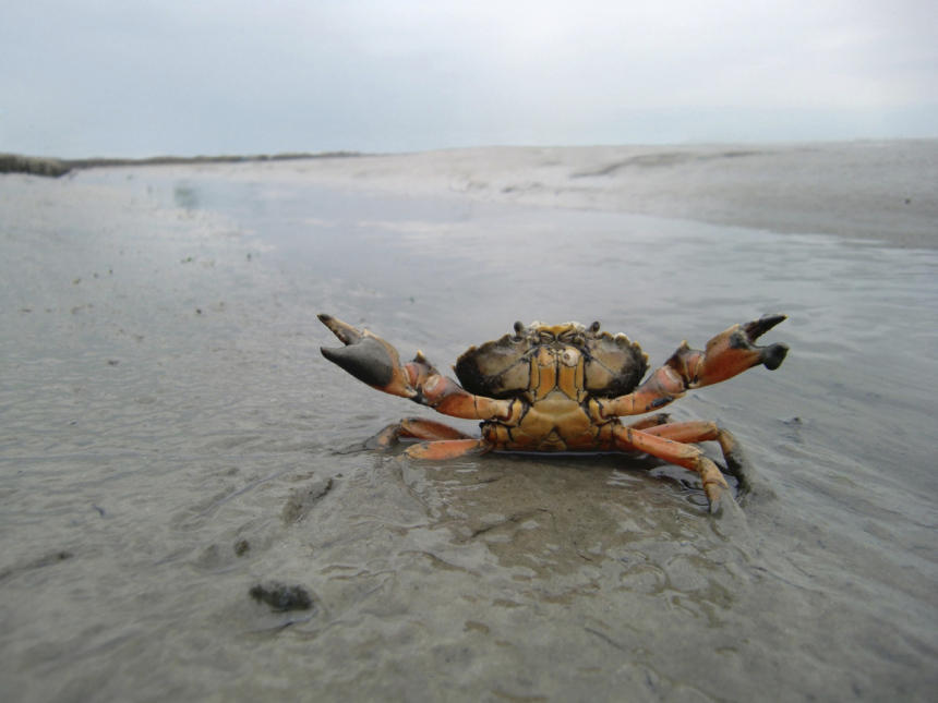 Herb-fotolia-krebs-nordsee