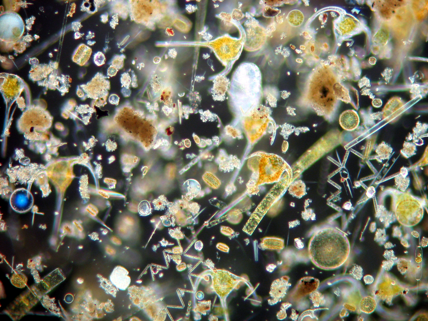 Plankton Community-annegret-stuhr-geomar-ccby40