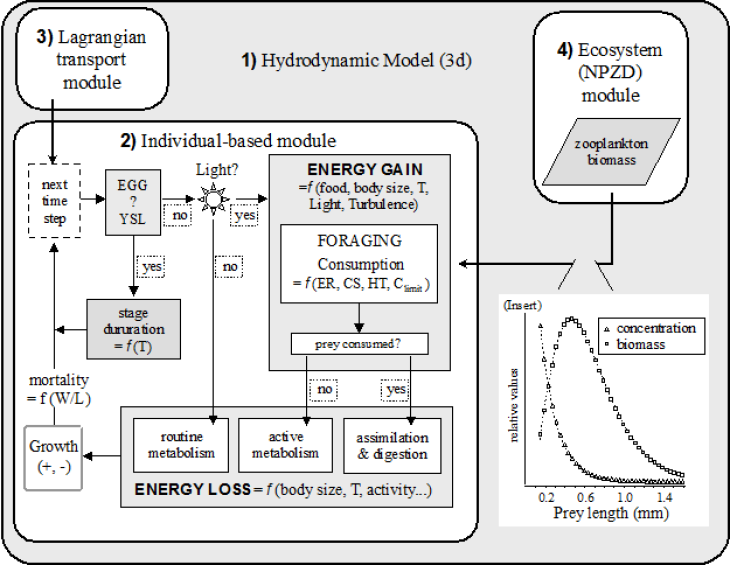 (Graphik: Ute Daewel/ Hereon) Ecosmo Ibm Model Graphic