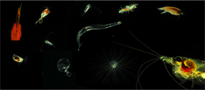 /imperia/md/images/hzg/institut_fuer_kuestenforschung/koi/fittosize__680_0_3ca7db7191873add6d437b6c6c9e6020_fig1_plankton.png