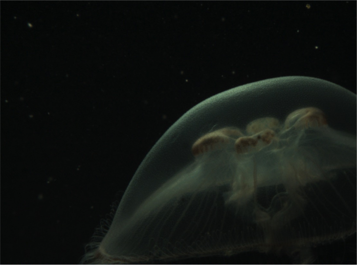 Beispielbilder von Planktonorganismen (Hydromedusae), die mit einem Video-Plankton-Rekorder (Seascan Inc.) aufgenommen wurden. <i>-Bild: Klas Ove Möller/Hereon-</i> Fig4_2.png