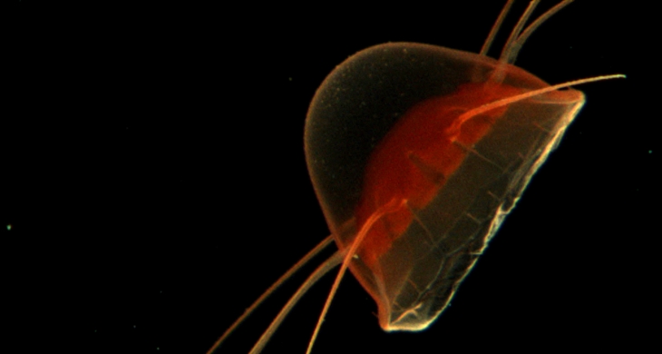 Auch in der Fotofalle: Eine rote Qualle. <i>-Bild: Klas Ove Möller/Hereon-</i> Qualle rot
