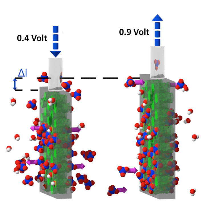 Silizium (grau) mit in Nanoporen eingebetteten Muskelpolymeren (grün) zeigt als Funktion kleiner elektrischer Spannungen in wässriger Umgebung reversible Ausdehnung und Kontraktion.
Grafik: TUHH Silizium (grau) mit in Nanoporen eingebetteten Muskelpolymeren (grün) zeigt als Funktion kleiner elektrischer Spannungen in wässriger Umgebung reversible Ausdehnung und Kontraktion.