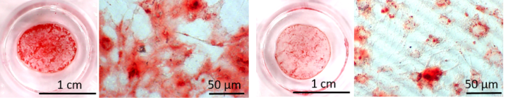 Die mit Stammzellen beschichtete Polymer-Folie mit Formgedächtnis schrumpfte in der Kälte (links) und dehnte sich bei Erwärmung (rechts). Quelle: Xu et al. Miksroskopaufnahmen
